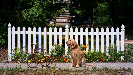 White picket fence.