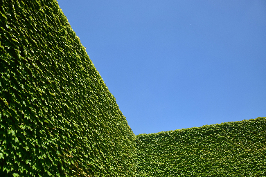 A neat hedge with blue sky.